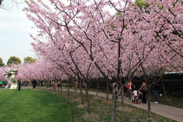 大寒樱绽放静安雕塑公园,迎来众多游客驻足观赏