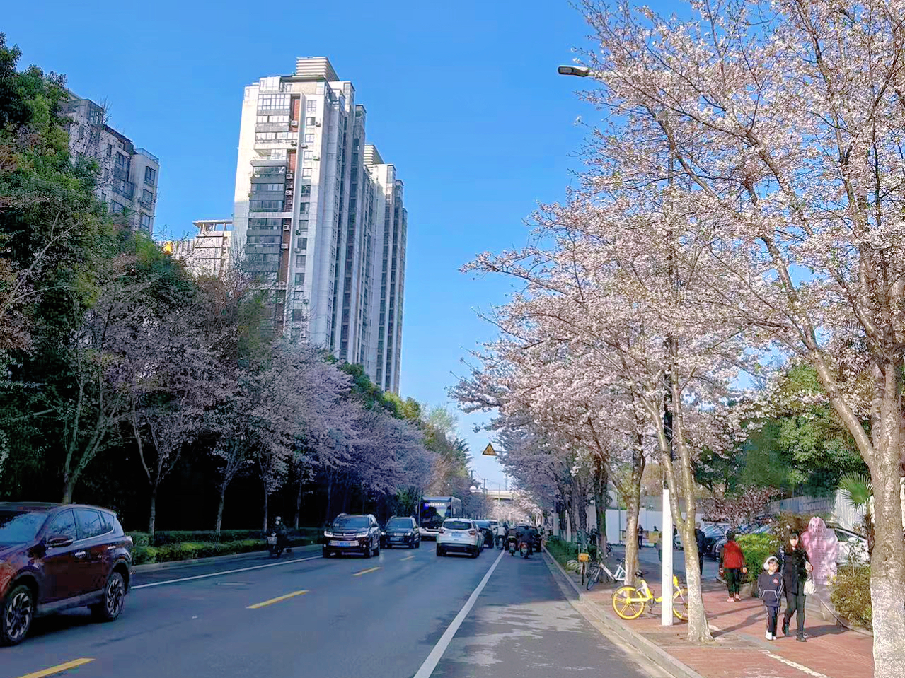 静安新增一条市级绿化特色道路，期待春暖花开时的绚丽烂漫