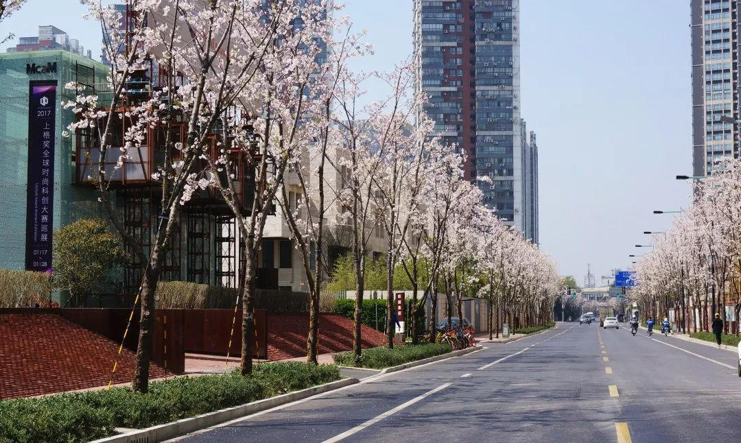 静安新增一条市级绿化特色道路，期待春暖花开时的绚丽烂漫