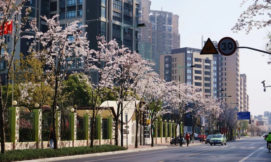 静安新增一条市级绿化特色道路，期待春暖花开时的绚丽烂漫