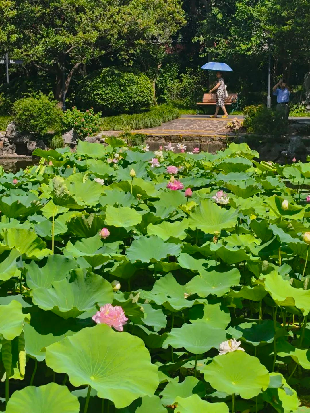 荷莲雅韵绽静安，绿意悠然启新篇——第十二届上海荷花睡莲展静安区分会场开幕式在闸北公园举行