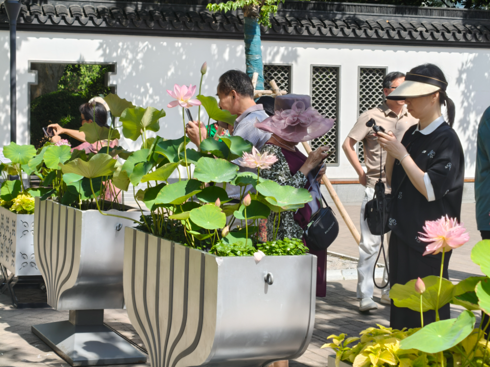 荷莲雅韵绽静安，绿意悠然启新篇——第十二届上海荷花睡莲展静安区分会场开幕式在闸北公园举行