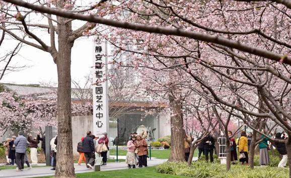已进入盛放期！在静安24小时邂逅满树樱花浪漫