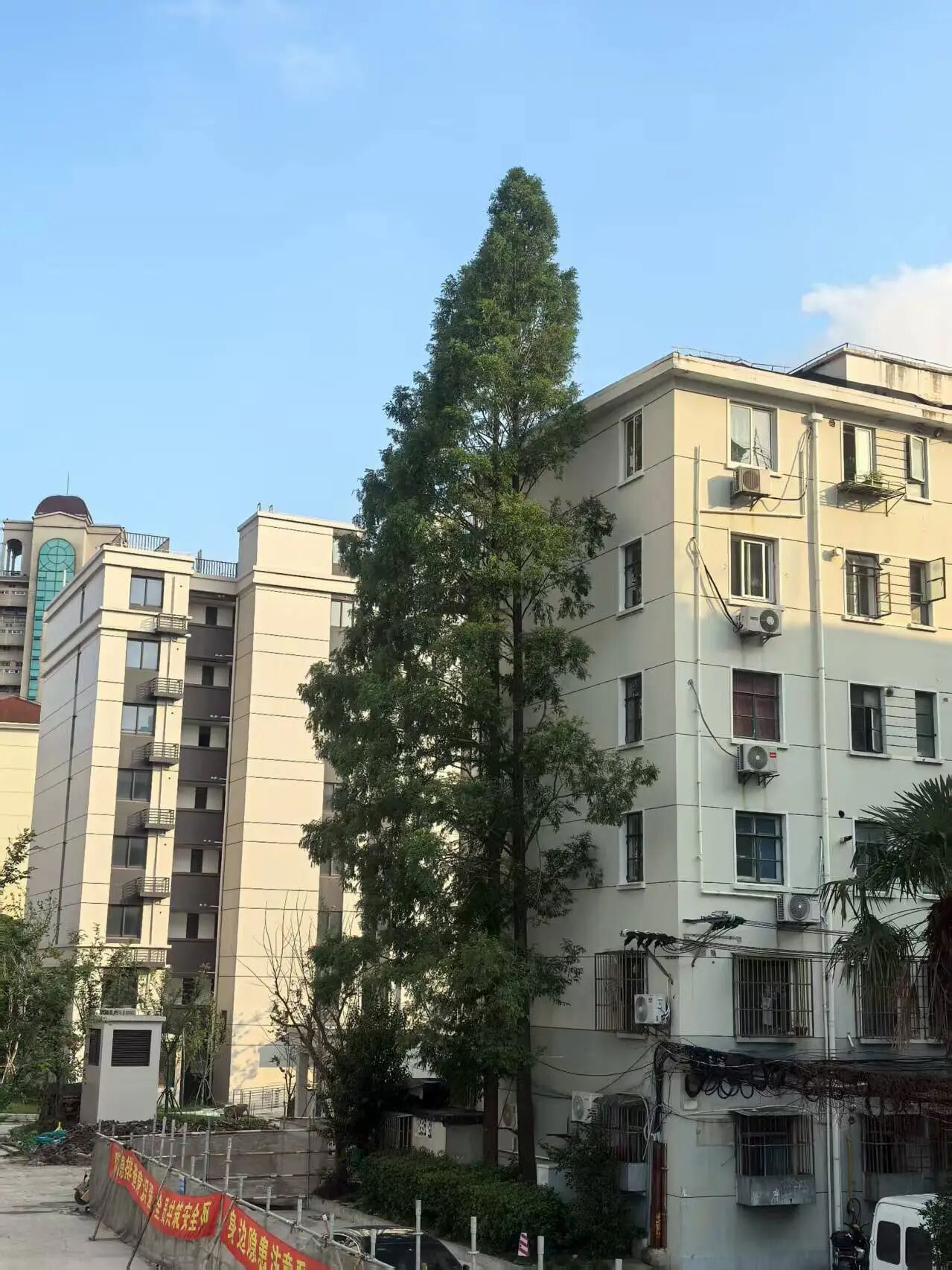 新福事·善治 | 剪树枝、换旧窗！以“微行动”破解小区“大难题”