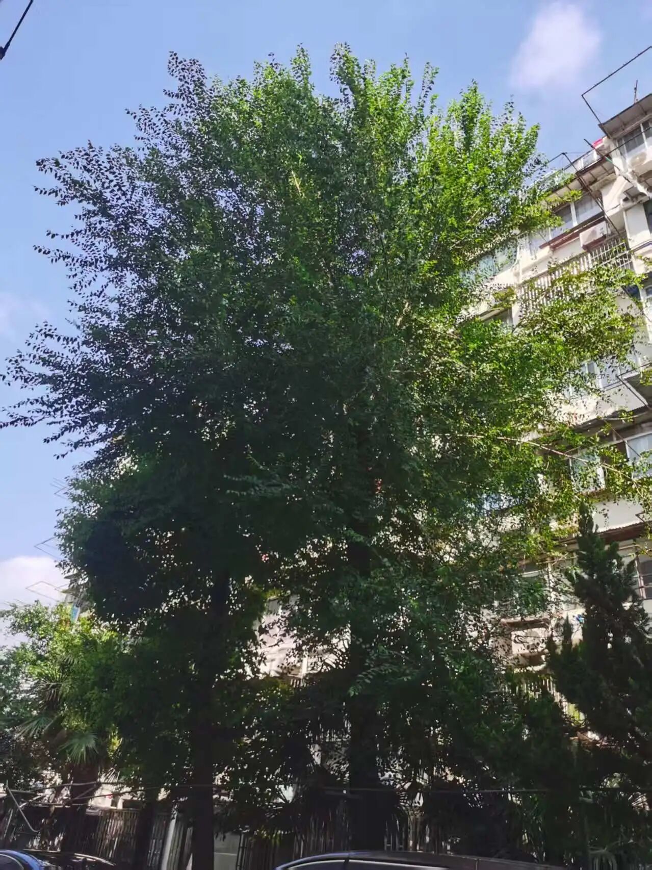 新福事·善治 | 剪树枝、换旧窗！以“微行动”破解小区“大难题”