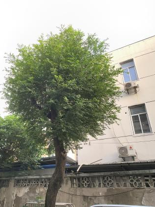 新福事·善治 | 剪树枝、换旧窗！以“微行动”破解小区“大难题”