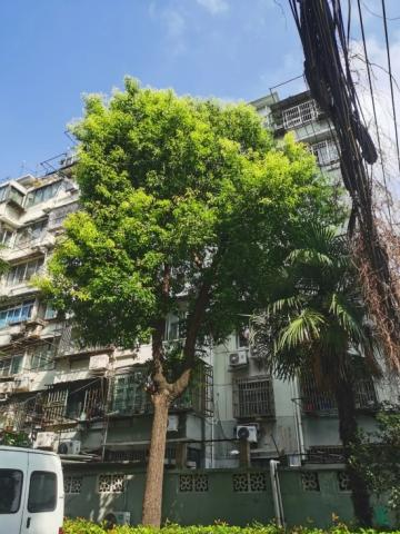 新福事·善治 | 剪树枝、换旧窗！以“微行动”破解小区“大难题”