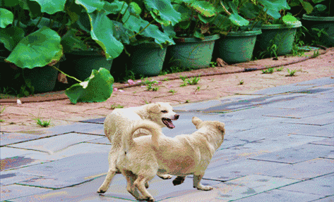 473_287gif 动态图 动图