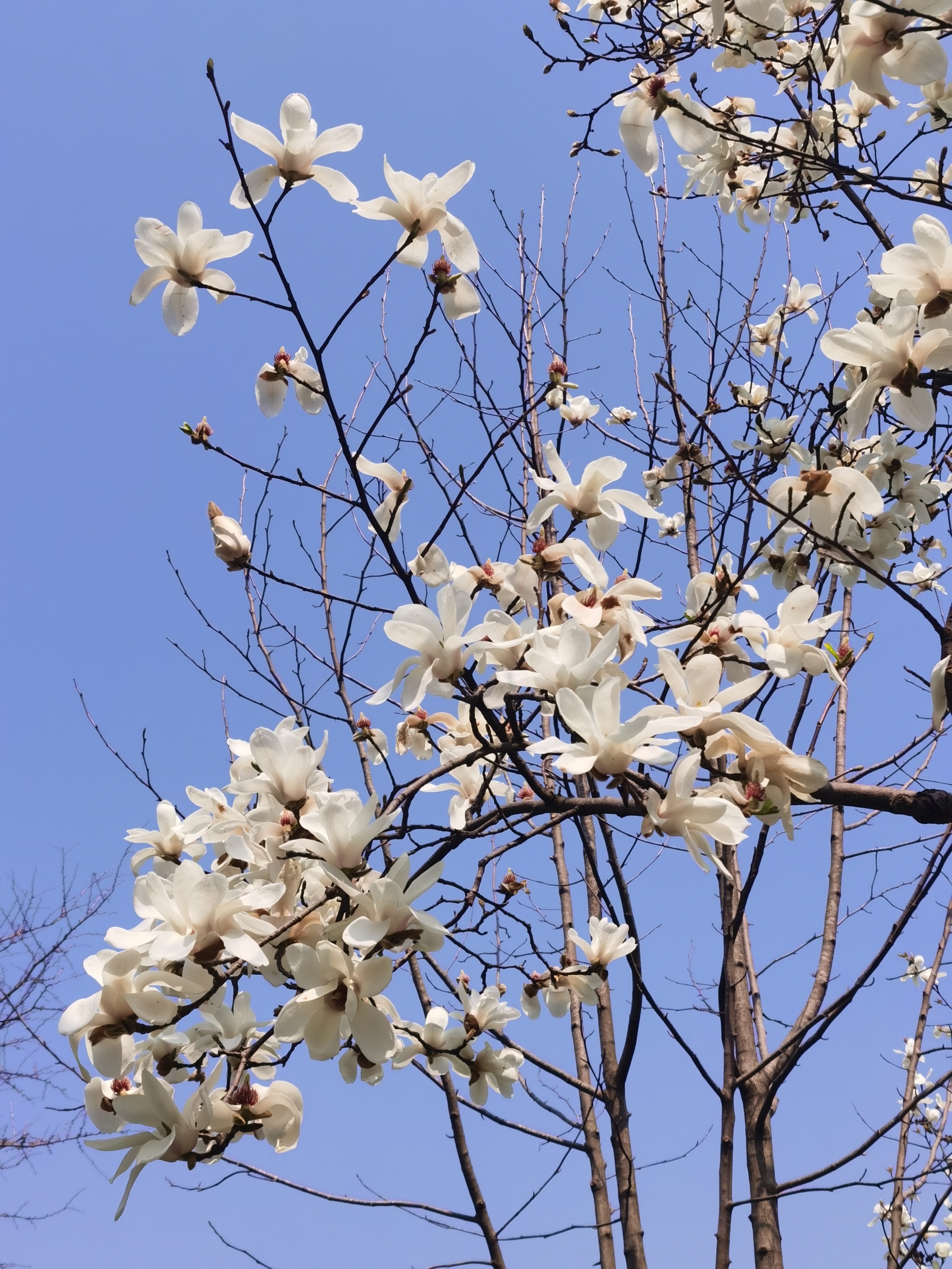 城市眼三月春暖赴花约大宁公园玉兰绽放