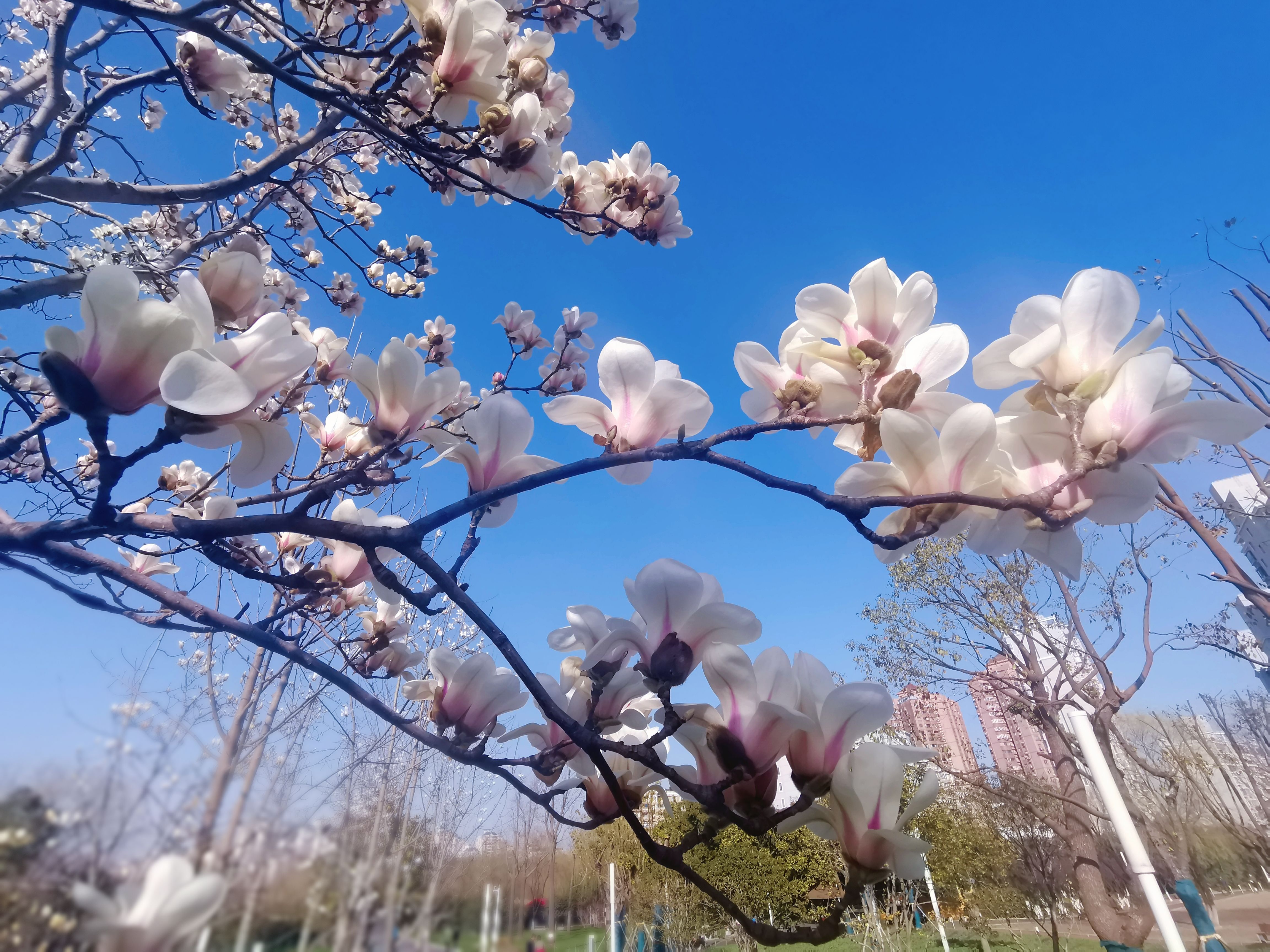 城市眼三月春暖赴花约大宁公园玉兰绽放