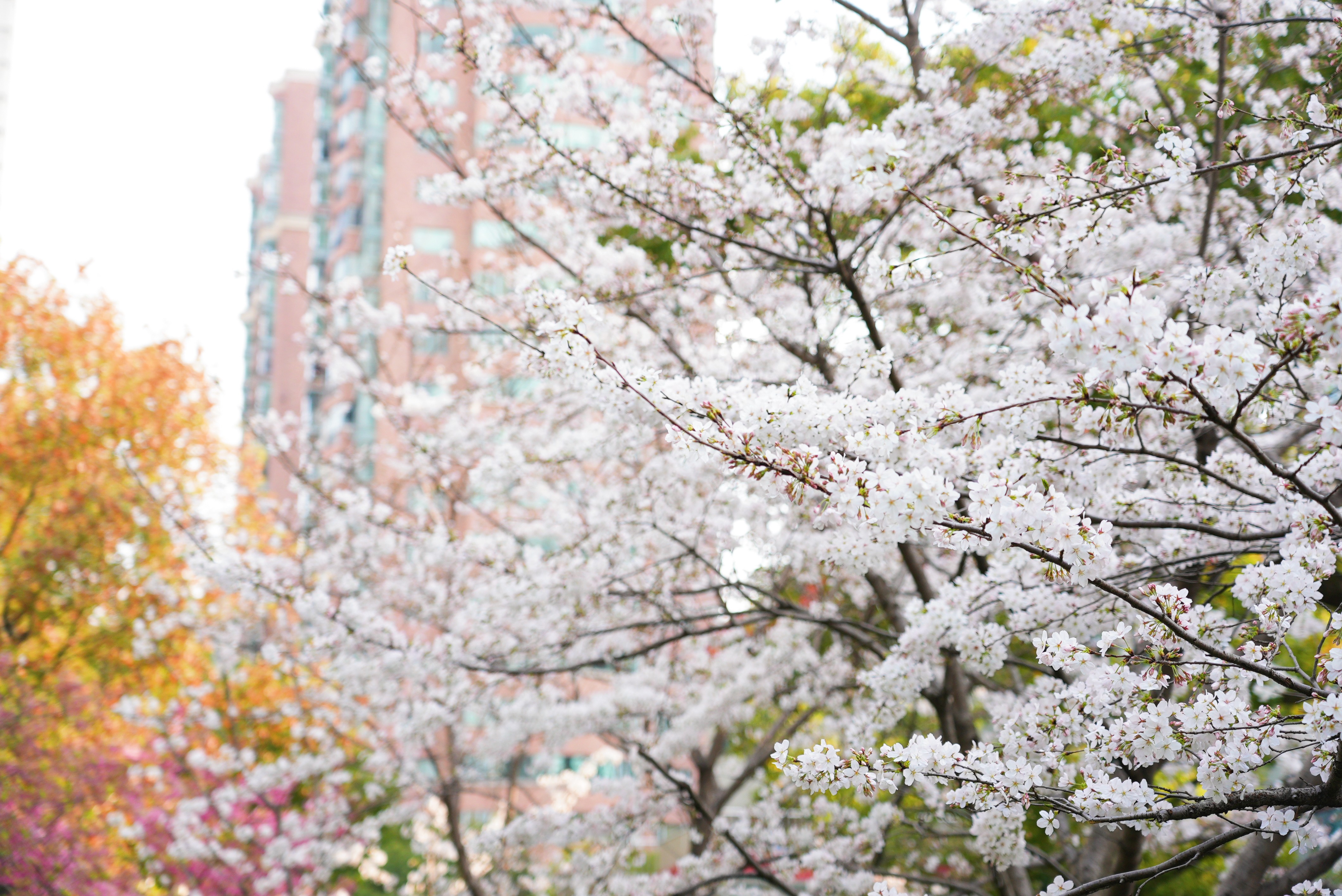 樱花