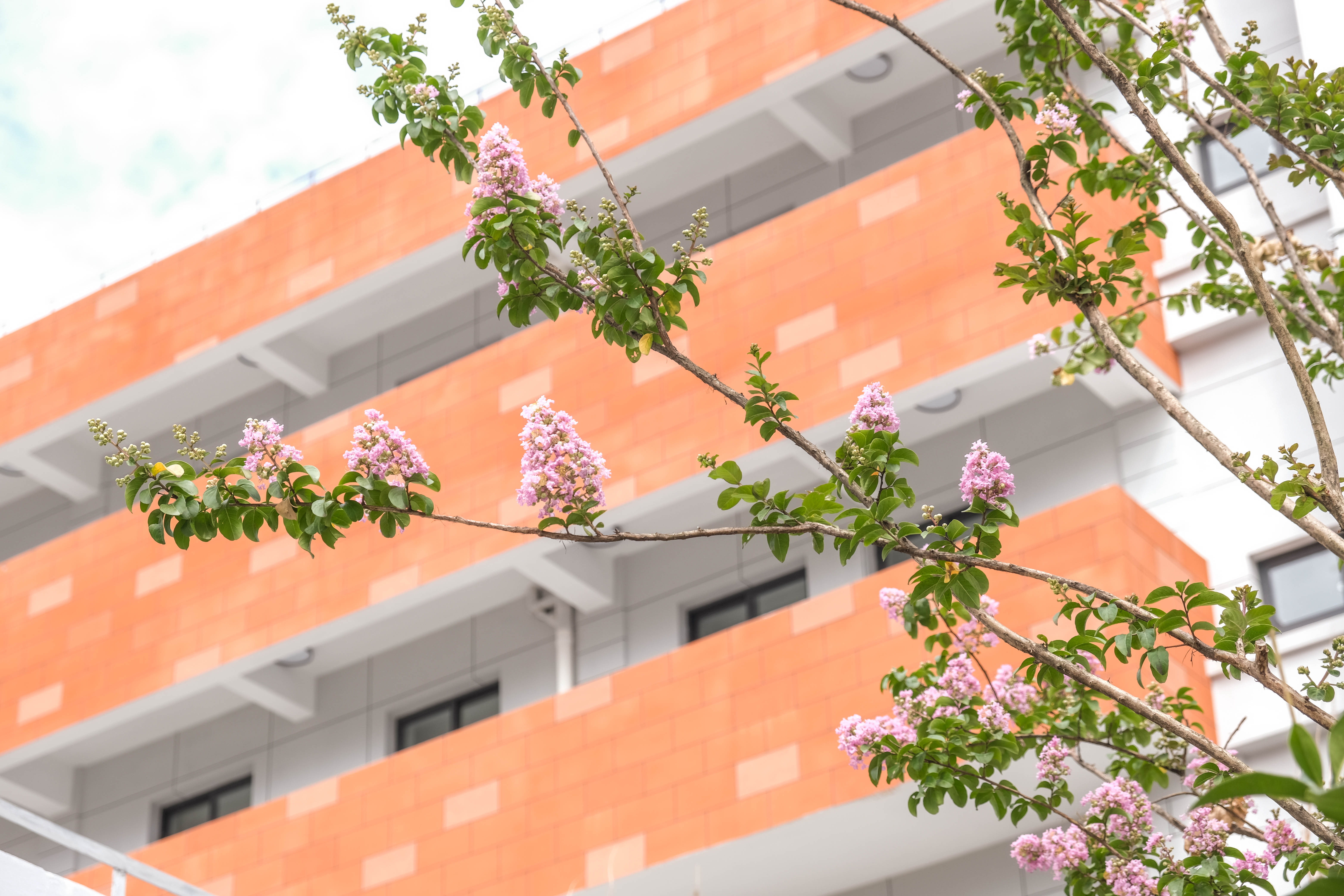 昌平路北侧临时绿地