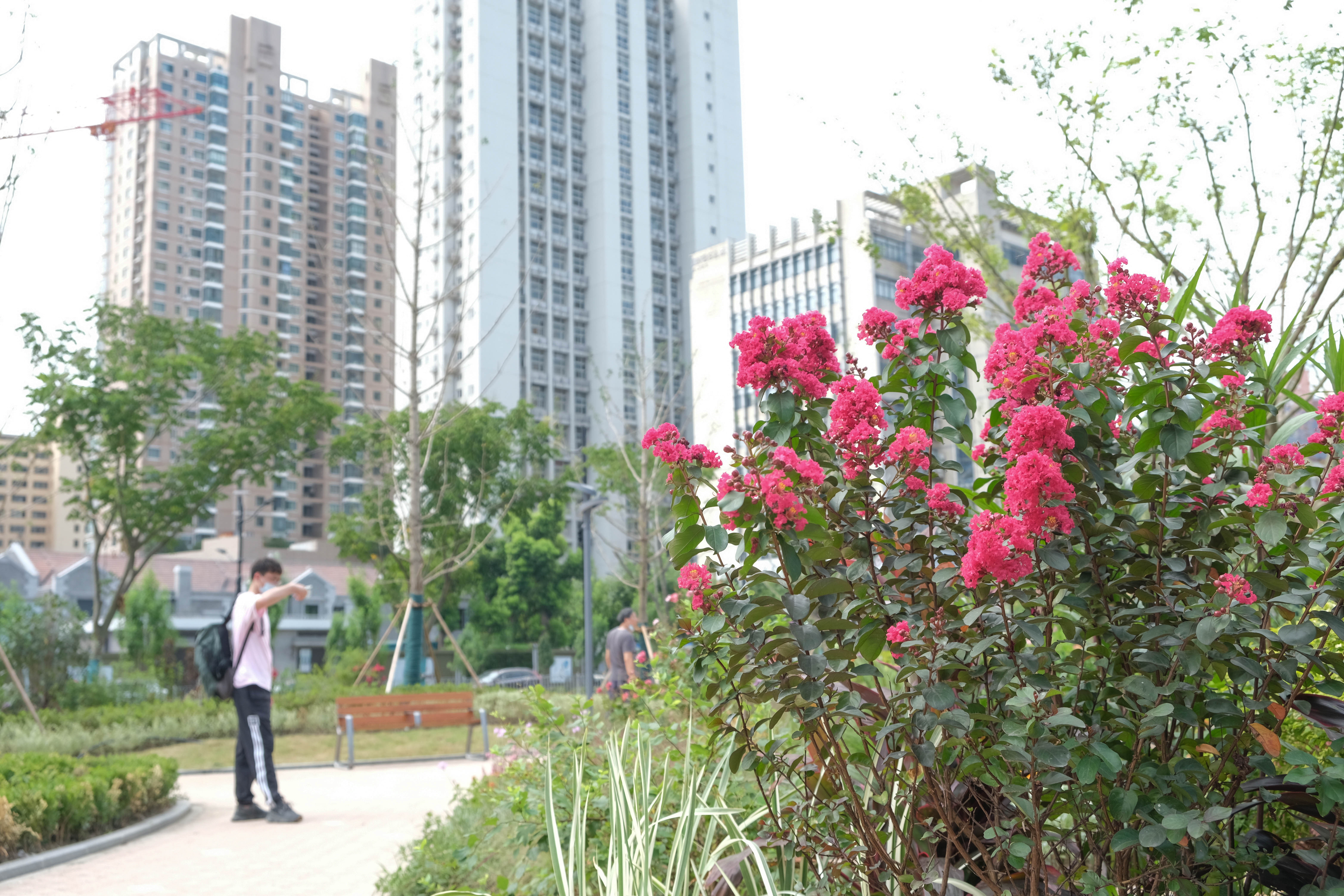 昌平路北侧临时绿地